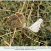 polyommatus vanensis male female3